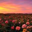 Romantic nature